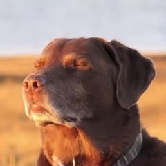 JBao
