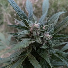 Hydrozagadka