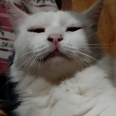 Angelito Toxtle