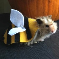 Bumblebeepee