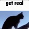 real cat