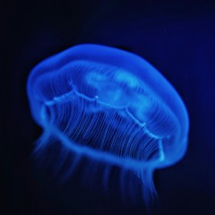 Pillow Talk - REMIX prod by Cade - IMANU, What So Not & Wingtip (127bpm)(re-work)