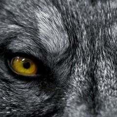 LOBO 80