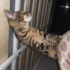 talia