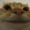 Kat