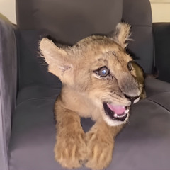 Naif Bin Abdulrahman