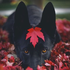 psycho