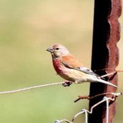 אלישב ידידיה