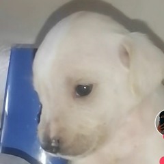 ` Dulce  <3