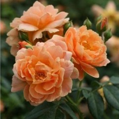 Belladiamante