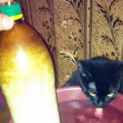 $tOnkerYes🕷️🔫