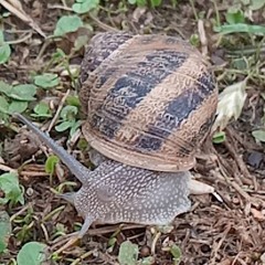 Mi ruiseñor murió?