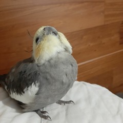 birbboidoesntshutup