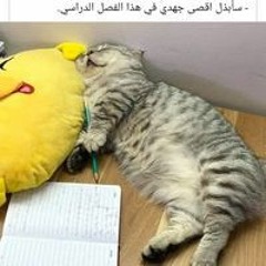 Gharam Hany