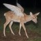 deerfrolickingdreams