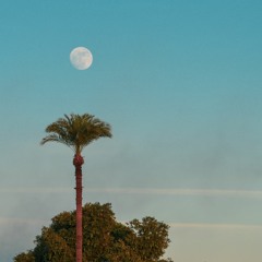 Palm Bulan