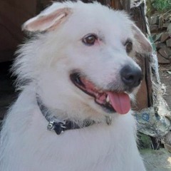 tuffy