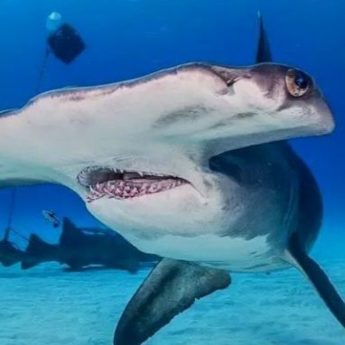 Stream vaughn music Listen to songs, albums, playlists for free on