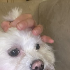 boo