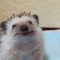 Hedgehog330