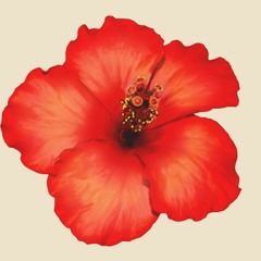 Serene Hibiscus