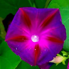 MARKIPLIER FREESTYLE