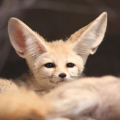 Fennek