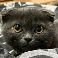 Sheva