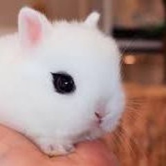 princess pretty pink precious potato Peppa pig