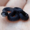 smol snake