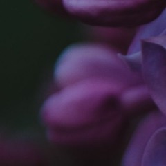 Memory Thorn