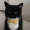 A cat