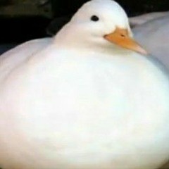 Ducc
