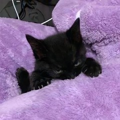 meowAA