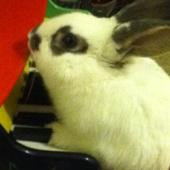 BunnyFaceKat