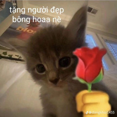 Hai Tran