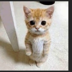Cat_10years-zzzhappybirthdayDoorstoo