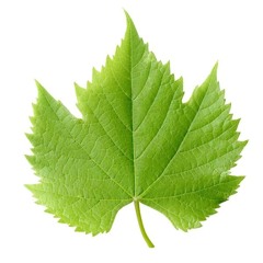 Foliagem