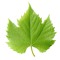 Foliagem