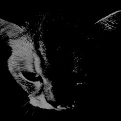 KittyFlip.NRG