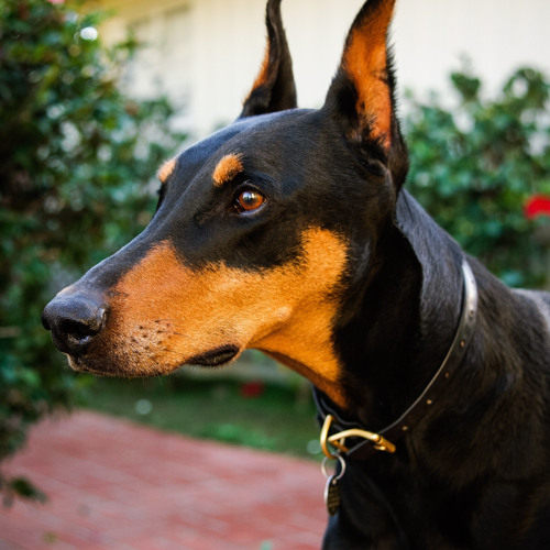 doberman’s avatar