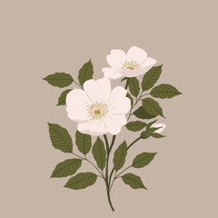 مشاعِل