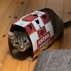 Dominik