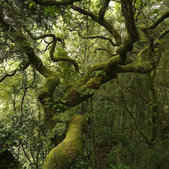 dreamymoss