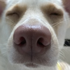 bạn học nguyễn