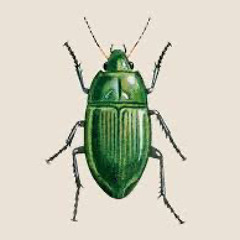 halliaxsis