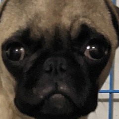 sad pug