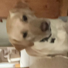 Drewster