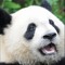 Or3oBear