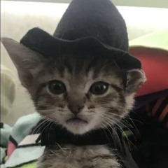 elmcambi